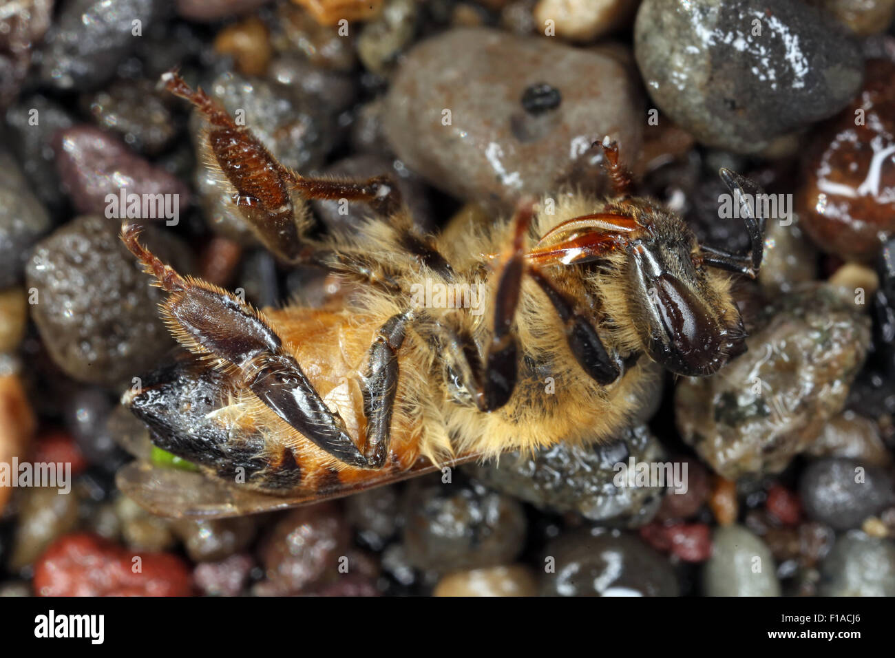 Torre Alfina, Italien, ist tot Honigbiene Rückenlage Stockfoto