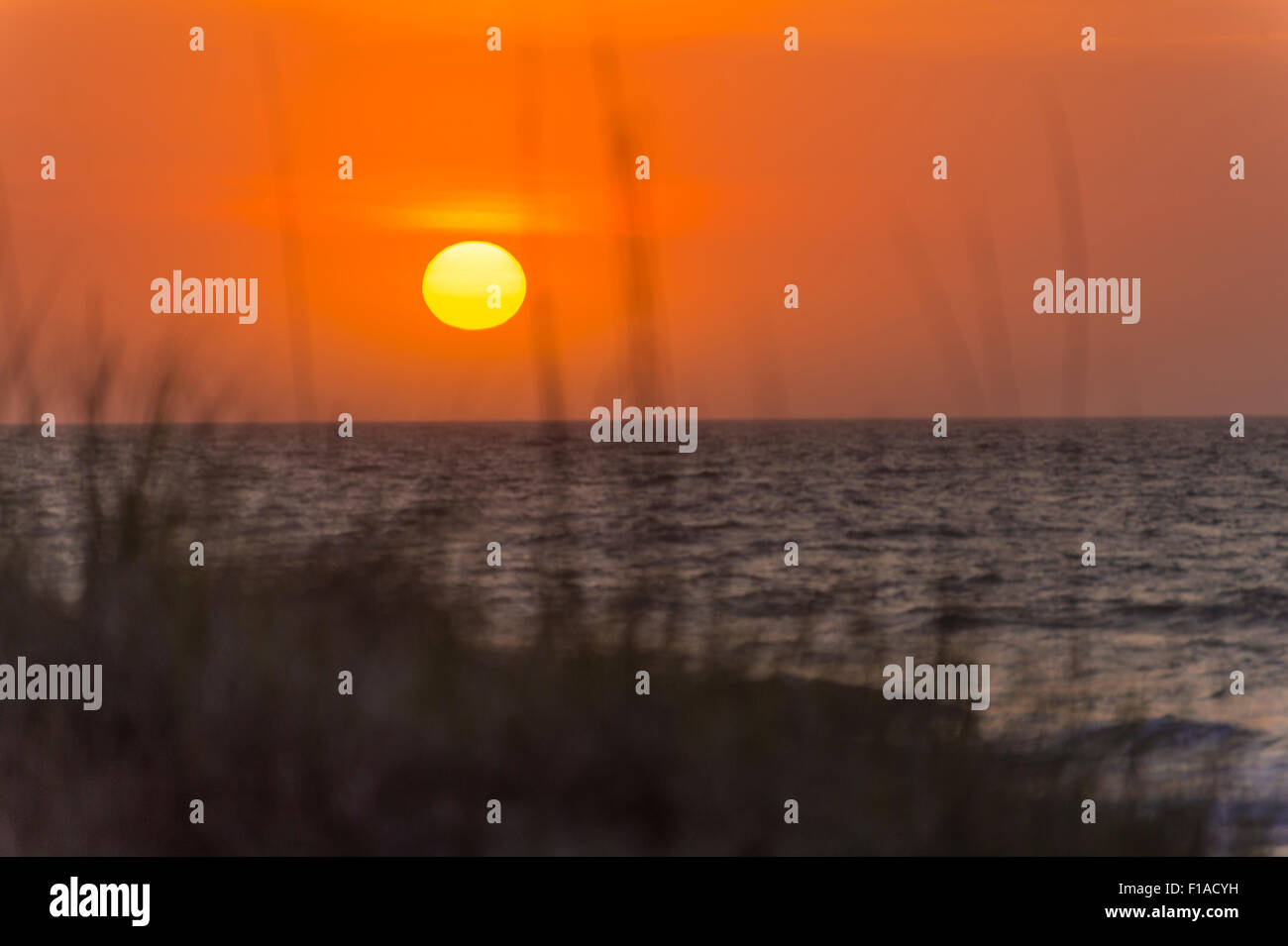 Sand Dünengras & Schilf, mit Sonnenaufgang am Strand, Hilton Head Island, South Carolina, USA Stockfoto