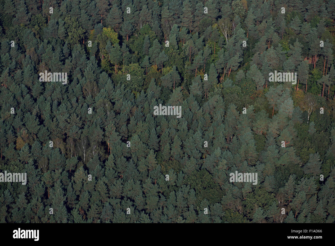 Neuenhagen, Deutschland, Luftaufnahme von einem Mischwald aus Kiefern Stockfoto