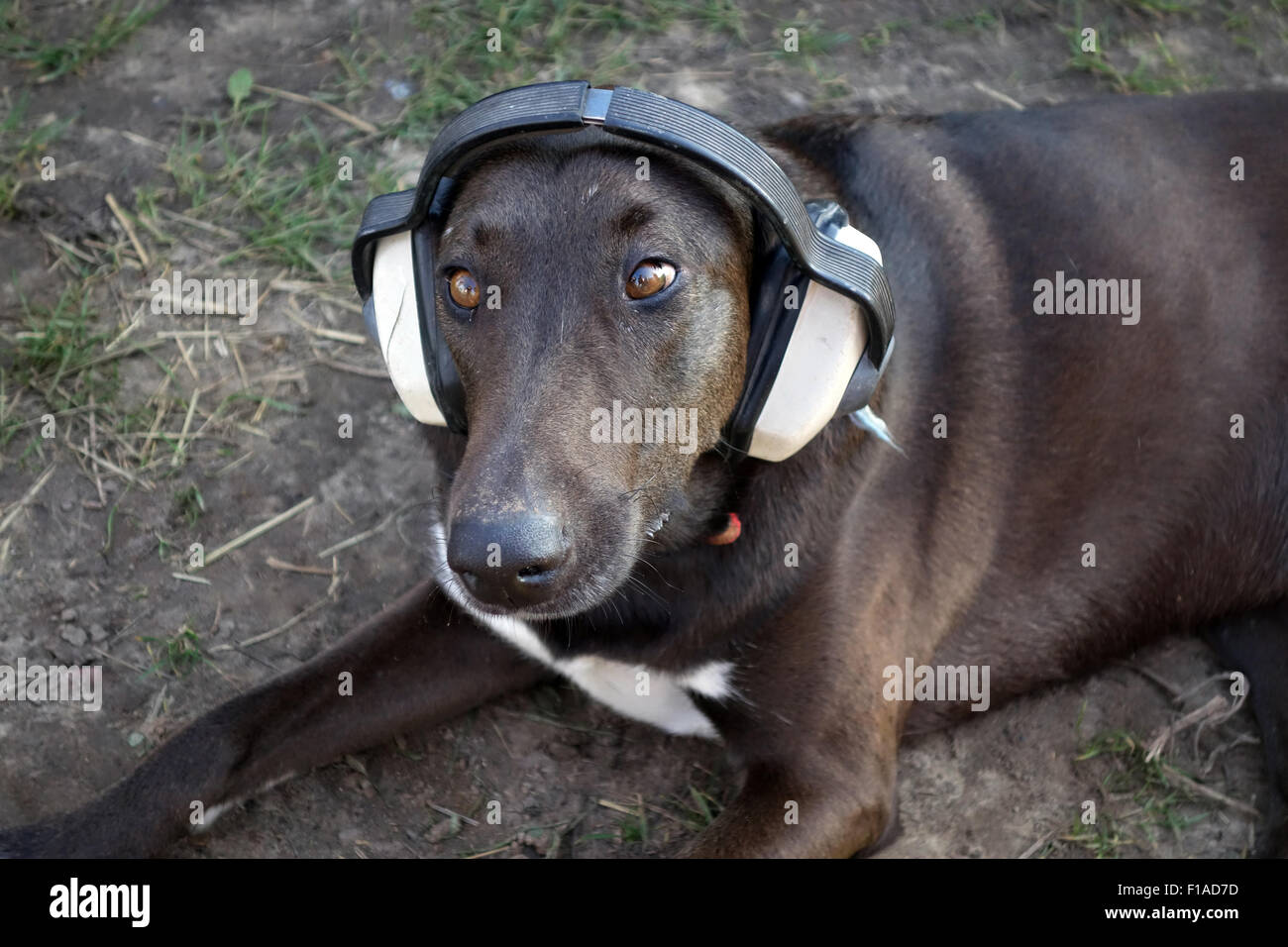 Berlin, Deutschland, Hund trägt ein Kapselgehoerschutz Stockfoto