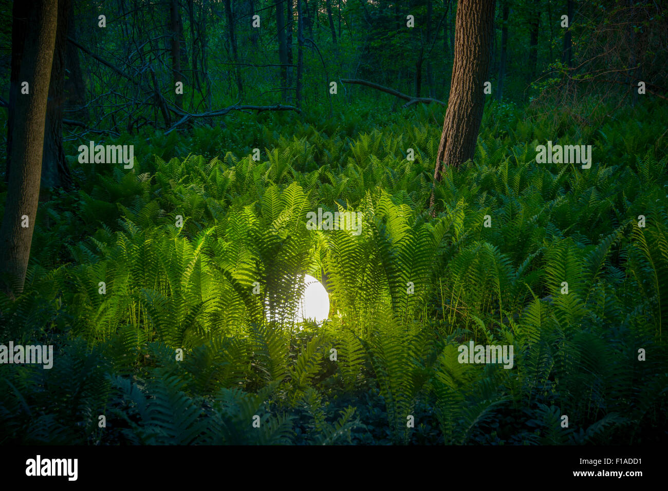Glühende Kugel im Farn Wald Stockfoto
