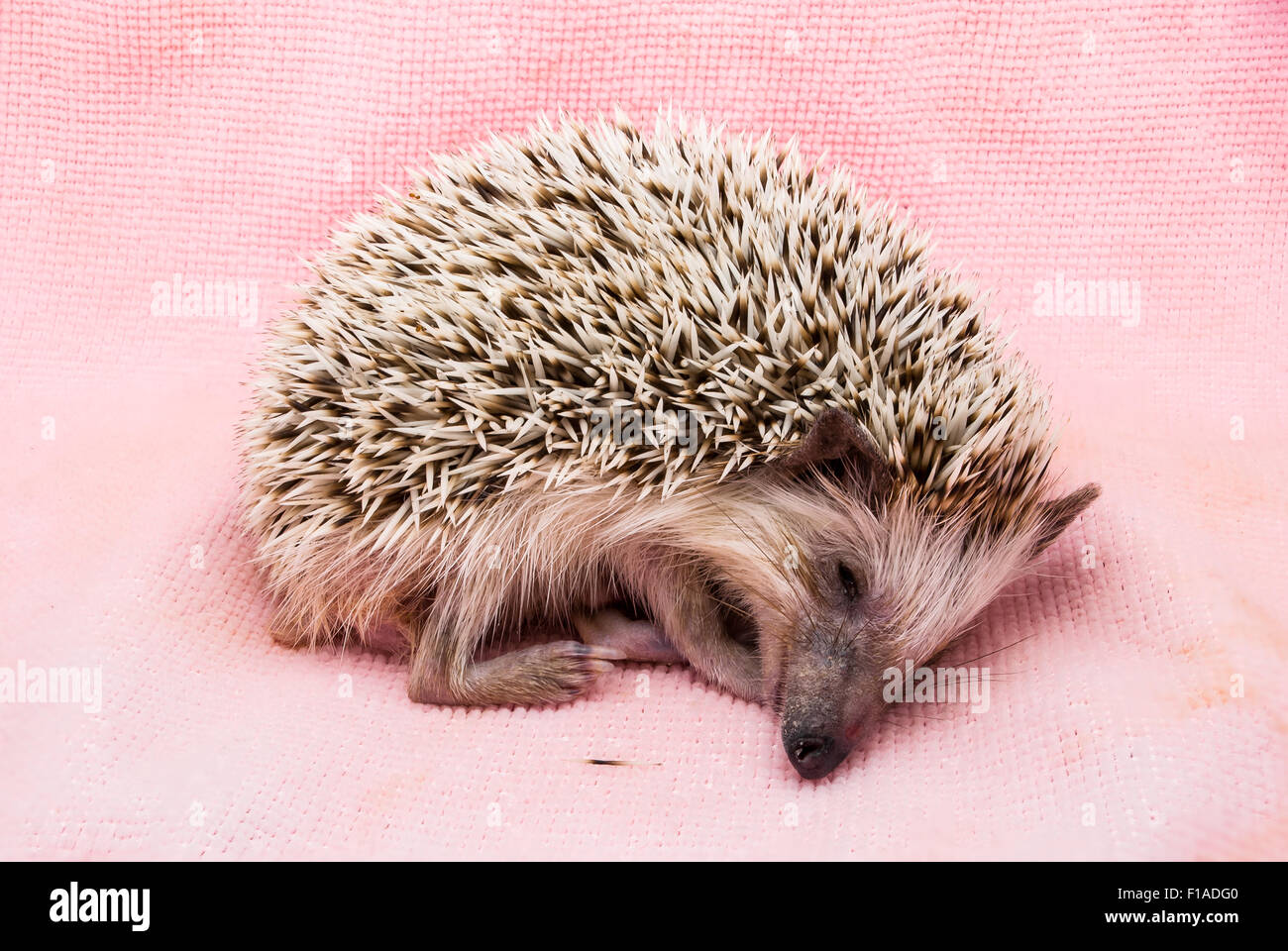 Niedliche braune Igel schlafen auf schmutzigen Tuch. Stockfoto