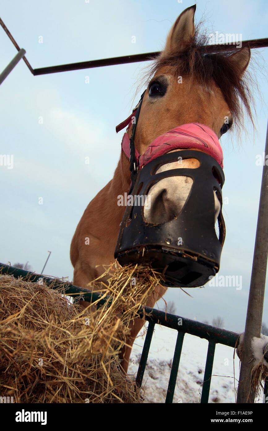 Koenigs Wusterhausen, Deutschland, Pferd einen Maulkorb versucht, Heu zu essen Stockfoto