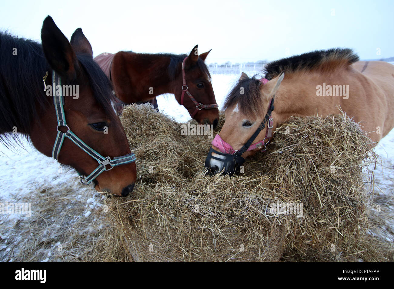 Koenigs Wusterhausen, Deutschland, Pferde fressen Heu im Winter in einem paddock Stockfoto