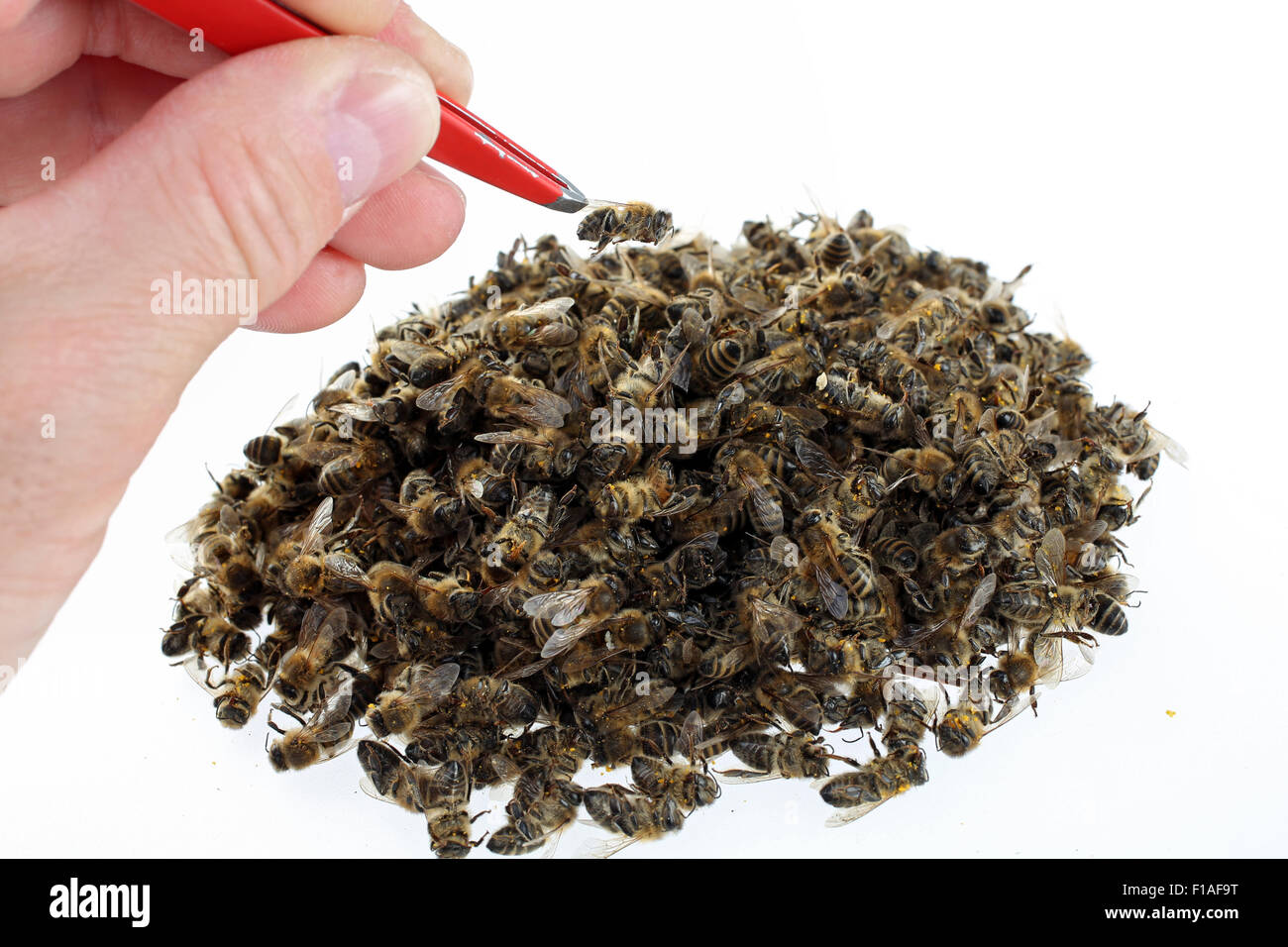 Berlin, Deutschland, tote Bienen auf einem Haufen Stockfoto