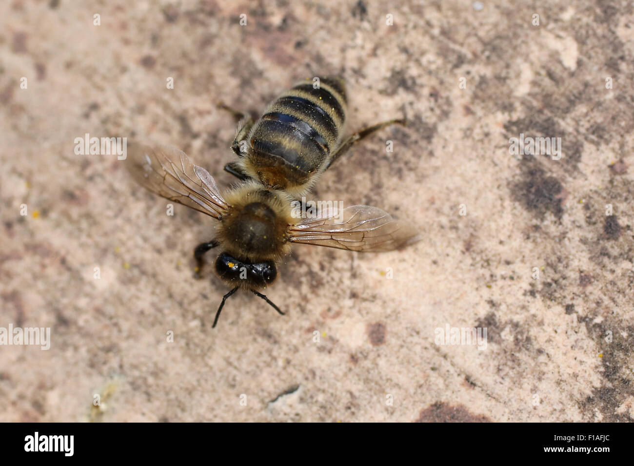Berlin, Deutschland, tot Honigbiene Stockfoto