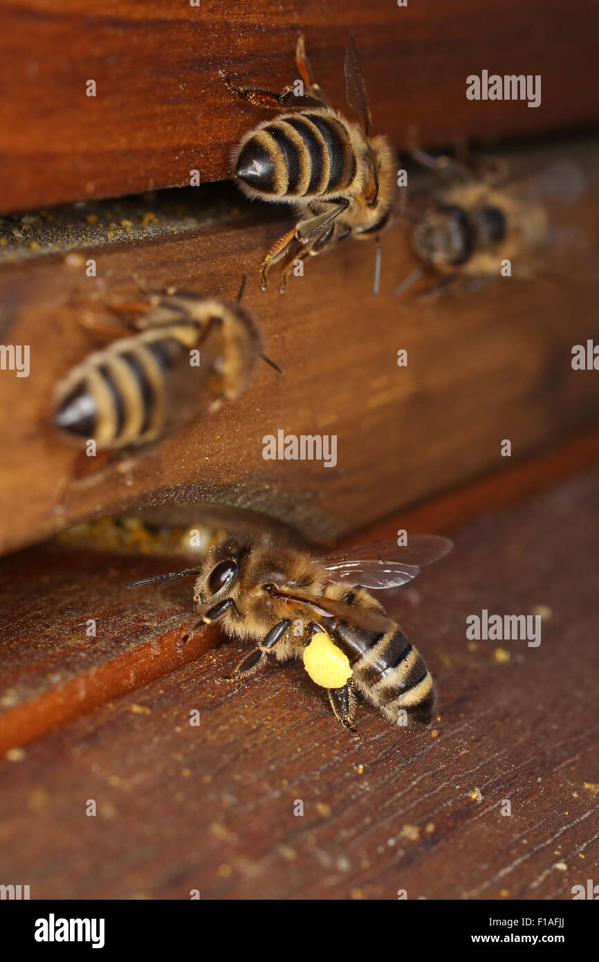 Berlin, Deutschland, Honigbiene mit Pollen vor das Flugloch der einen Bienenstock Stockfoto