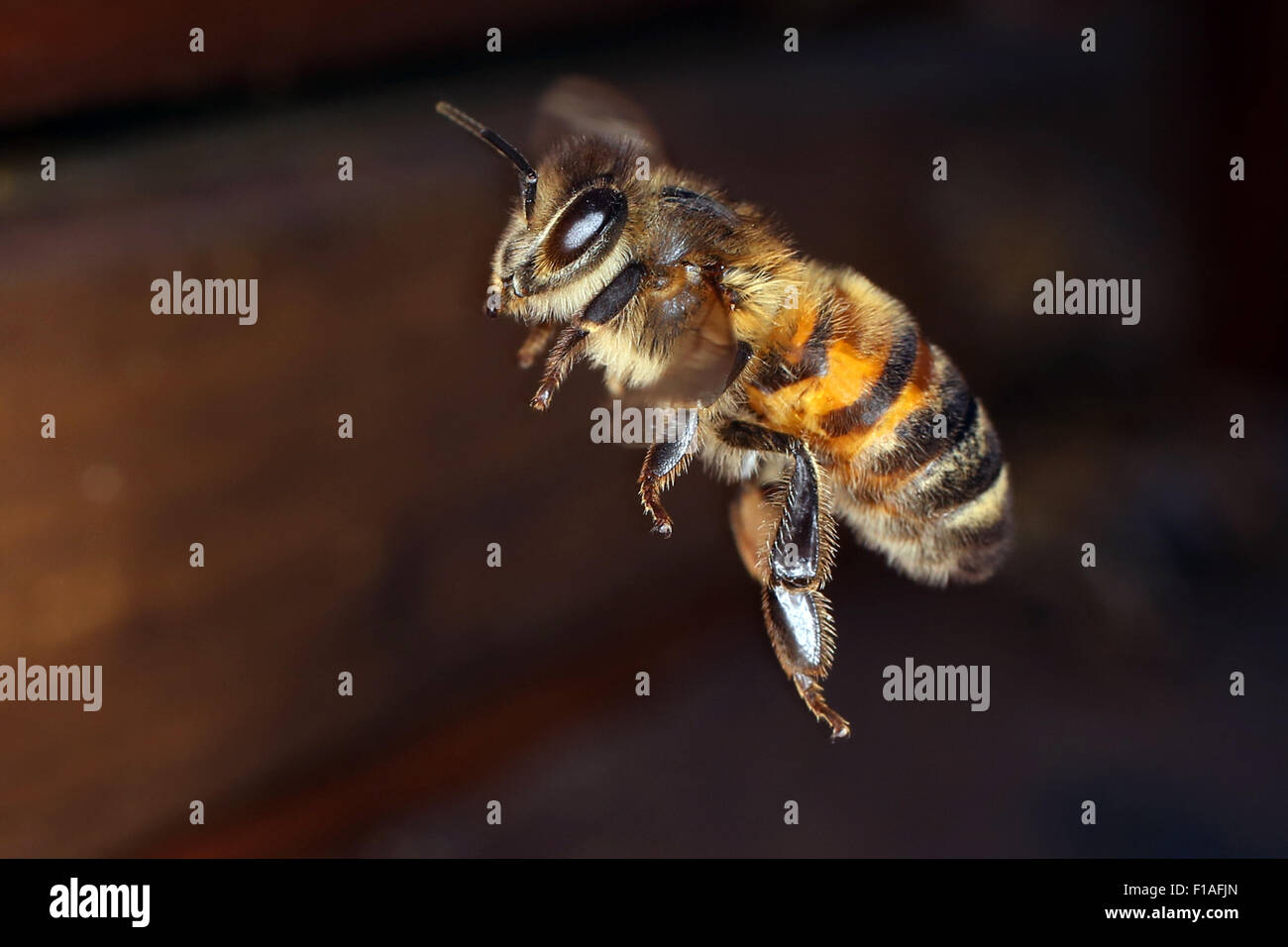 Berlin, Deutschland, Honigbiene im Flug Stockfoto