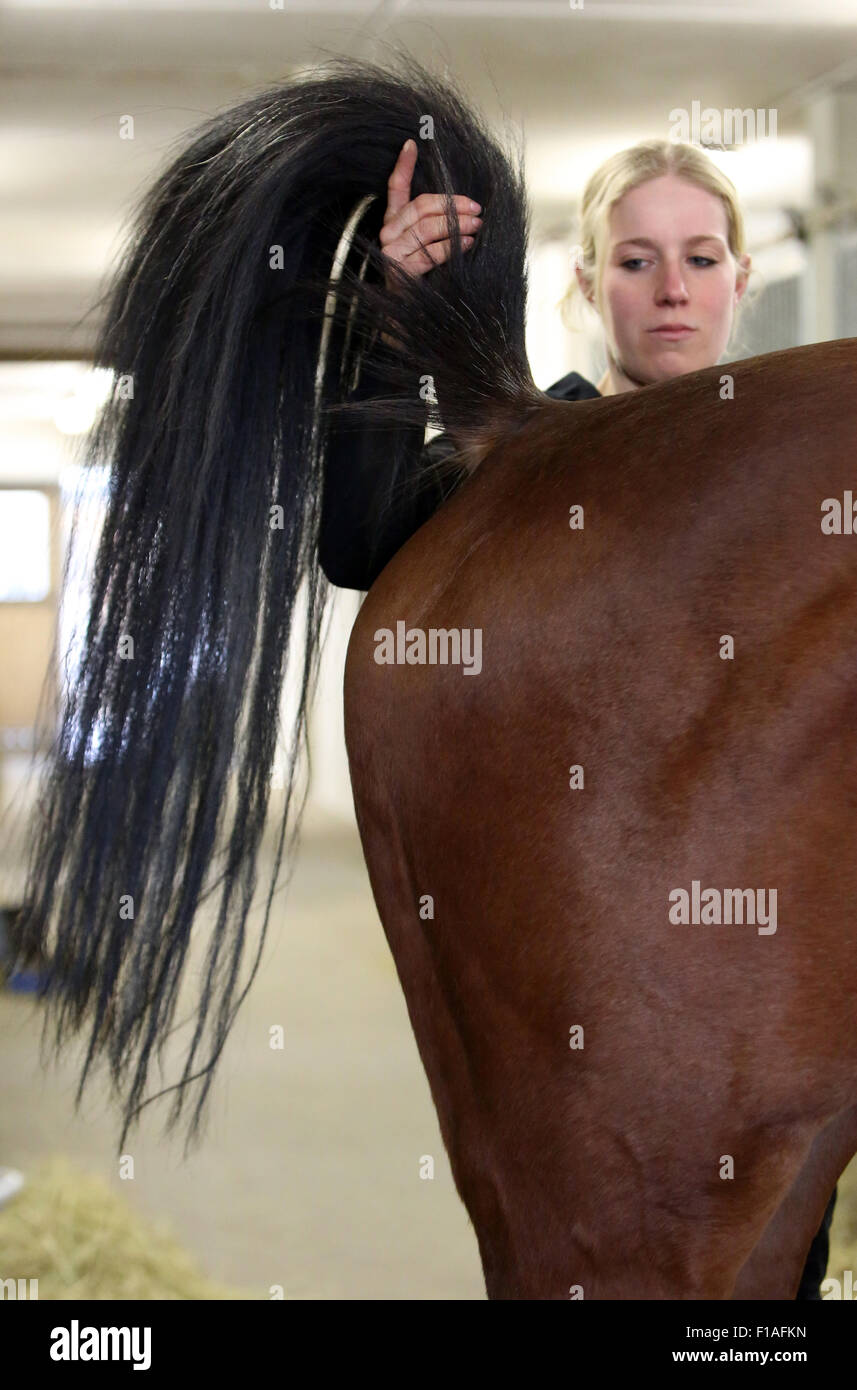 Neuenhagen, Deutschland, Pferd Physiotherapeut bei der Arbeit Stockfoto