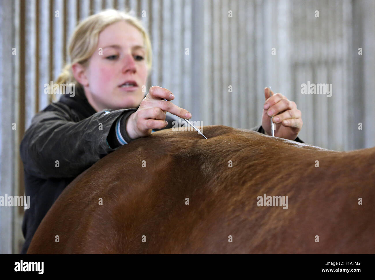 Neuenhagen, Deutschland, Pferd Physiotherapeut bei der Arbeit Stockfoto