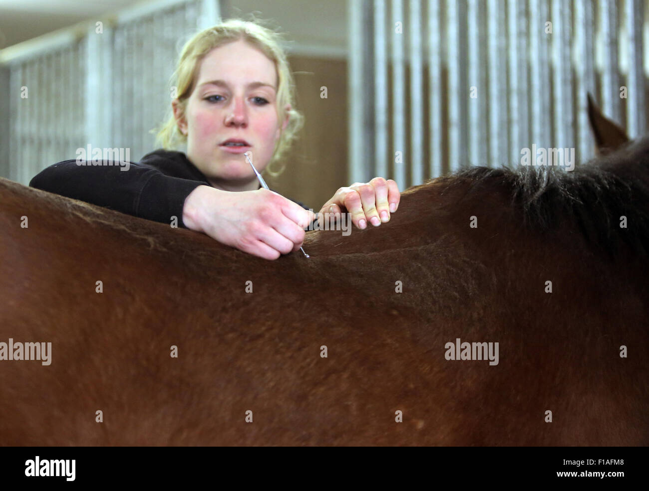 Neuenhagen, Deutschland, Pferd Physiotherapeut bei der Arbeit Stockfoto