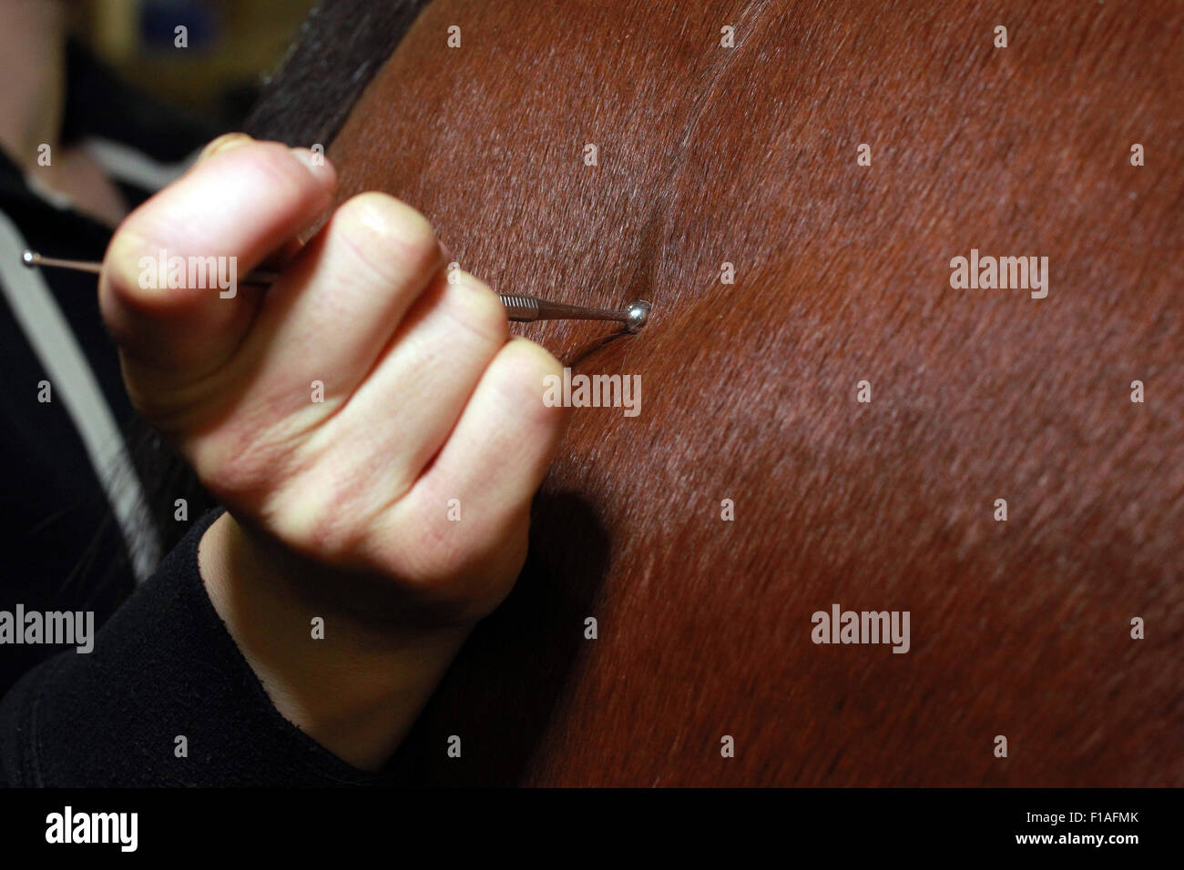 Neuenhagen, Deutschland, Detail, arbeiten mit einem Stift auf Pferd Akupressur Stockfoto