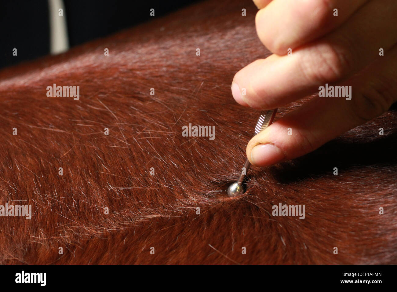 Neuenhagen, Deutschland, Detail, arbeiten mit einem Stift auf Pferd Akupressur Stockfoto