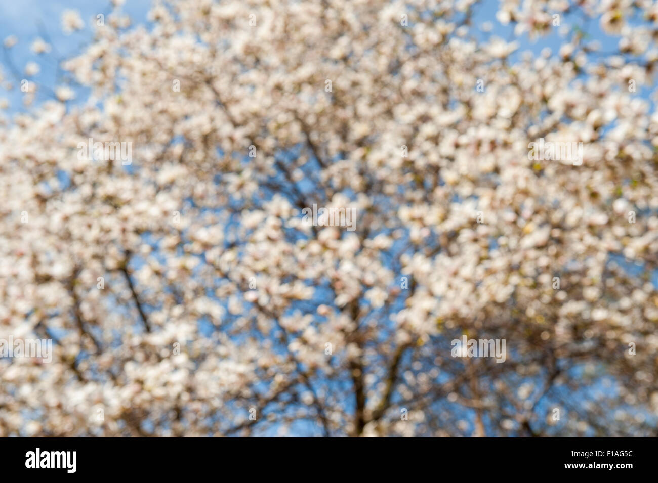 abstrakt, Hintergrund, schön, Schönheit, Blüte, blau, Botanik, Zweig, hell, Knospe, klar, Nahaufnahme, Farben, Blumen, Blumen, Stockfoto