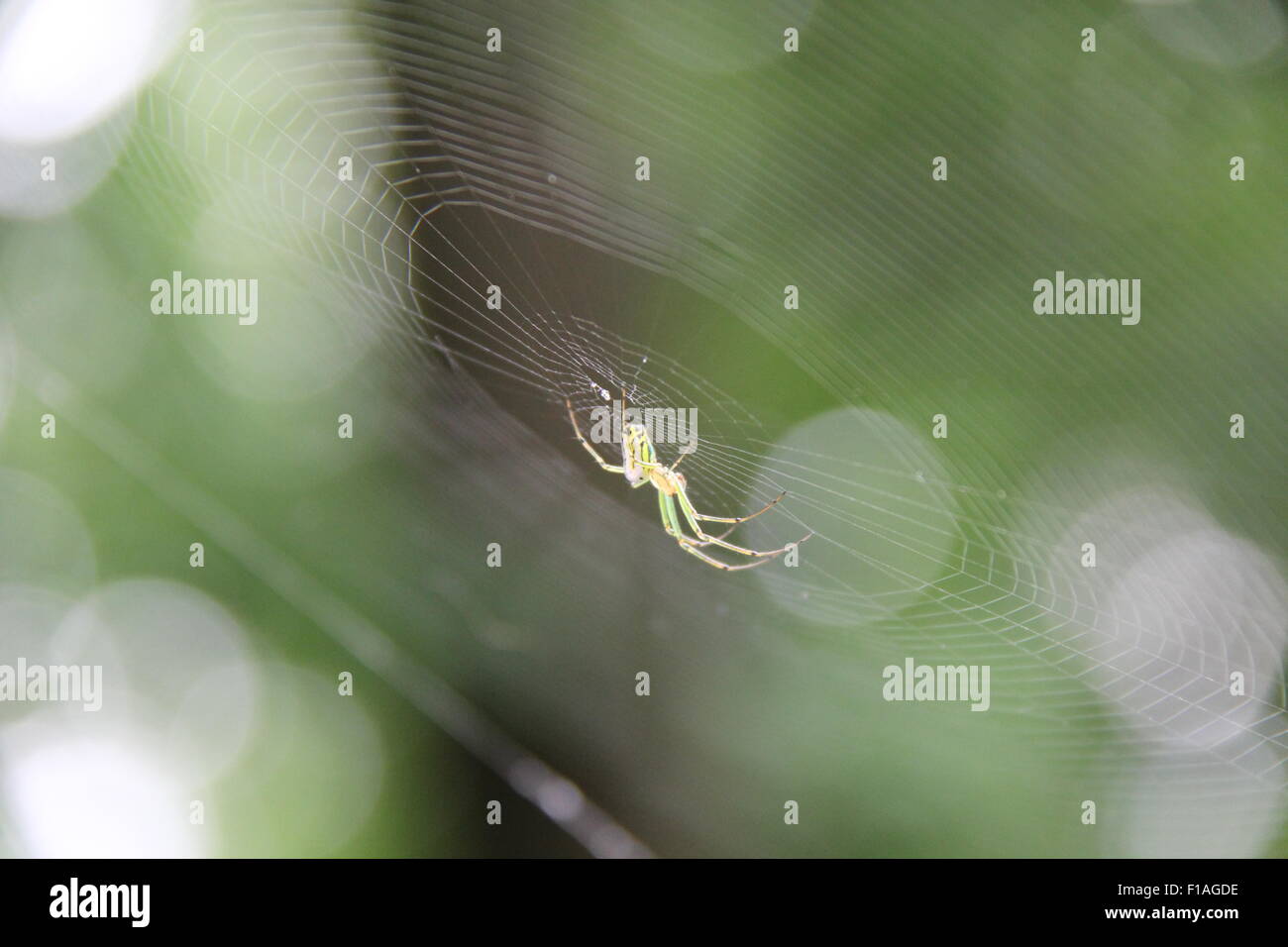 Spinne, die Arbeit an seinem Spinnennetz Stockfoto