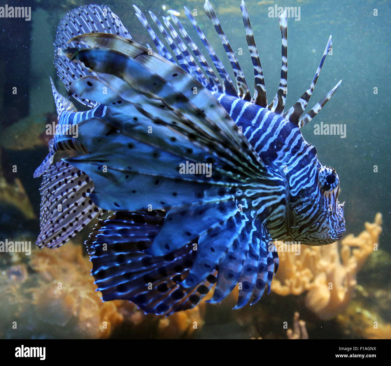 Bremen, Deutschland, indische Rotfeuerfisch im aquarium Stockfoto