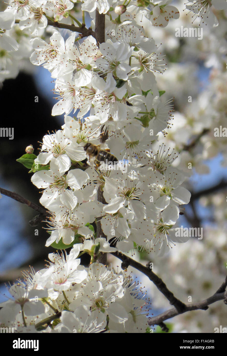 Berlin, Deutschland, Biene und Kirschblüten Stockfoto