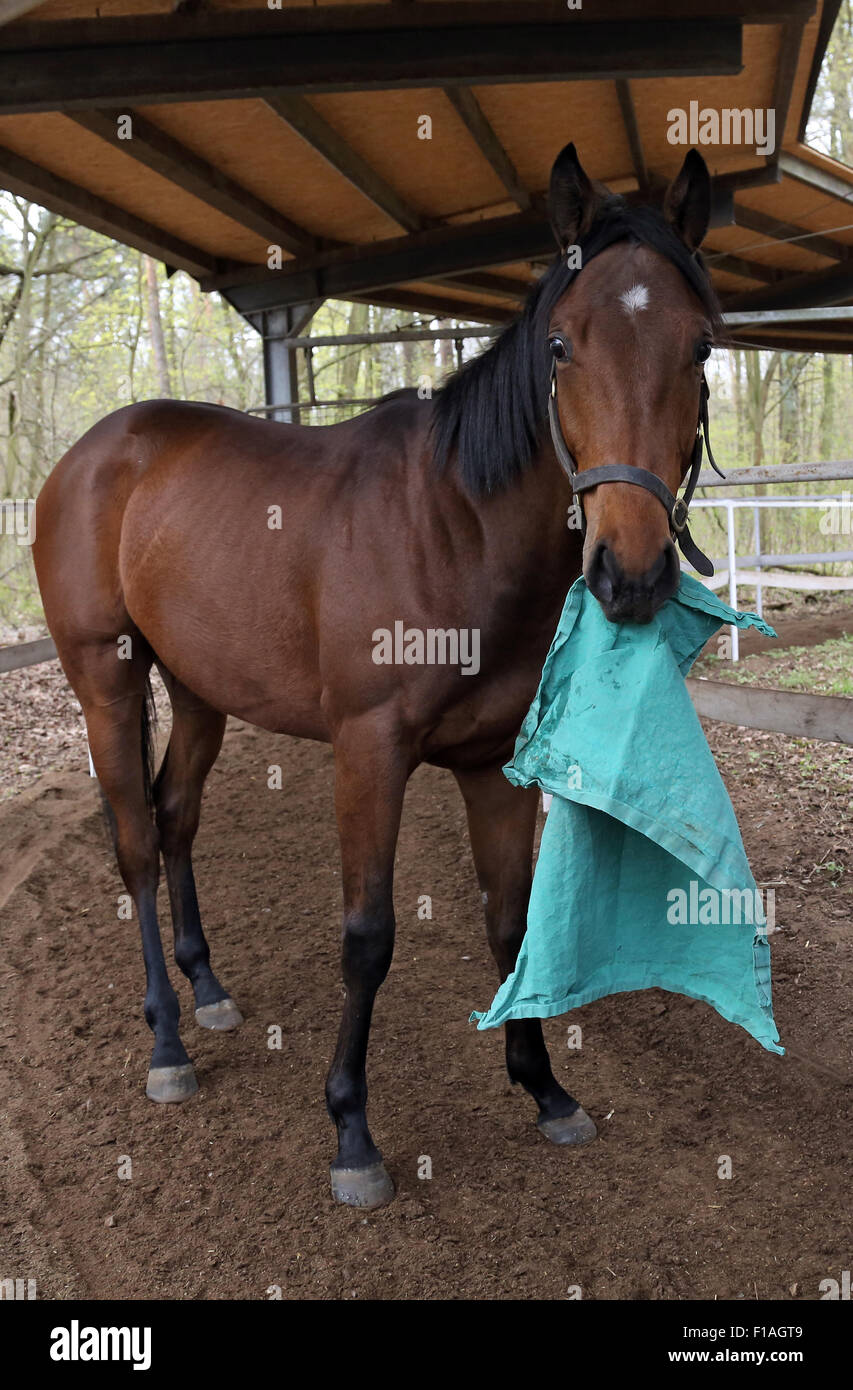 Neuenhagen, Deutschland, Pferd hält ein Tuch in den Mund Stockfoto