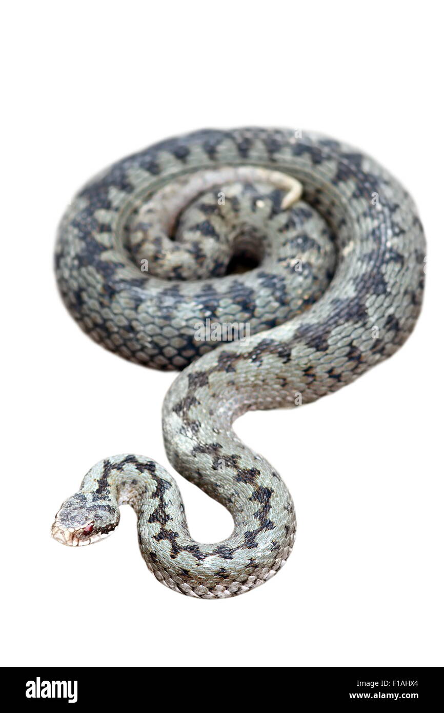 weiblichen europäischen Kreuzotter (Vipera Berus) isoliert auf weißem Hintergrund Stockfoto
