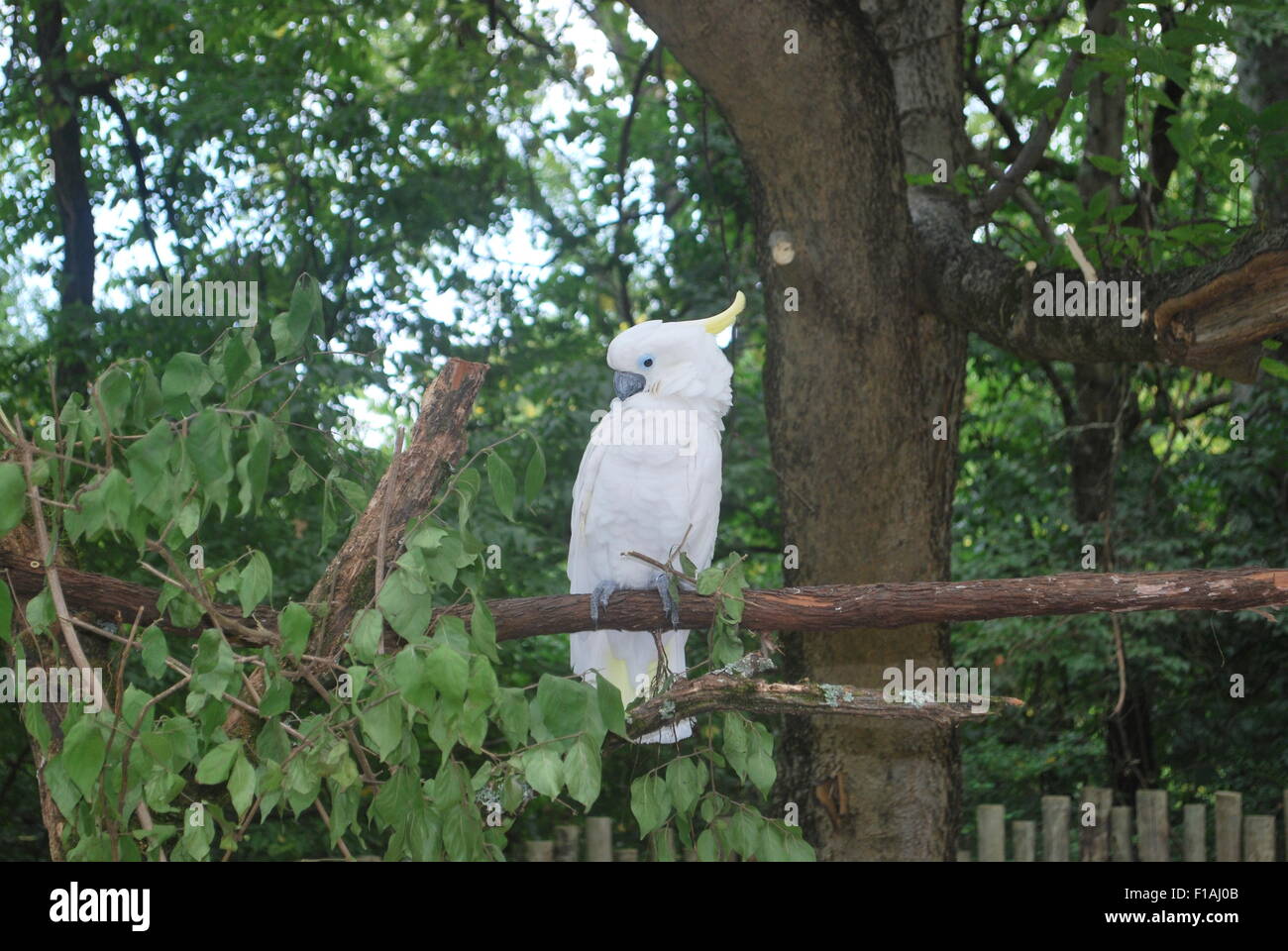 Ein weißer Papagei auf einem Ast Stockfoto