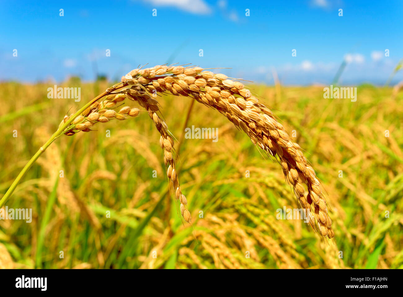 Nahaufnahme einer Reispflanze in einem Reisfeld im Ebro-Delta, in Katalonien, Spanien Stockfoto