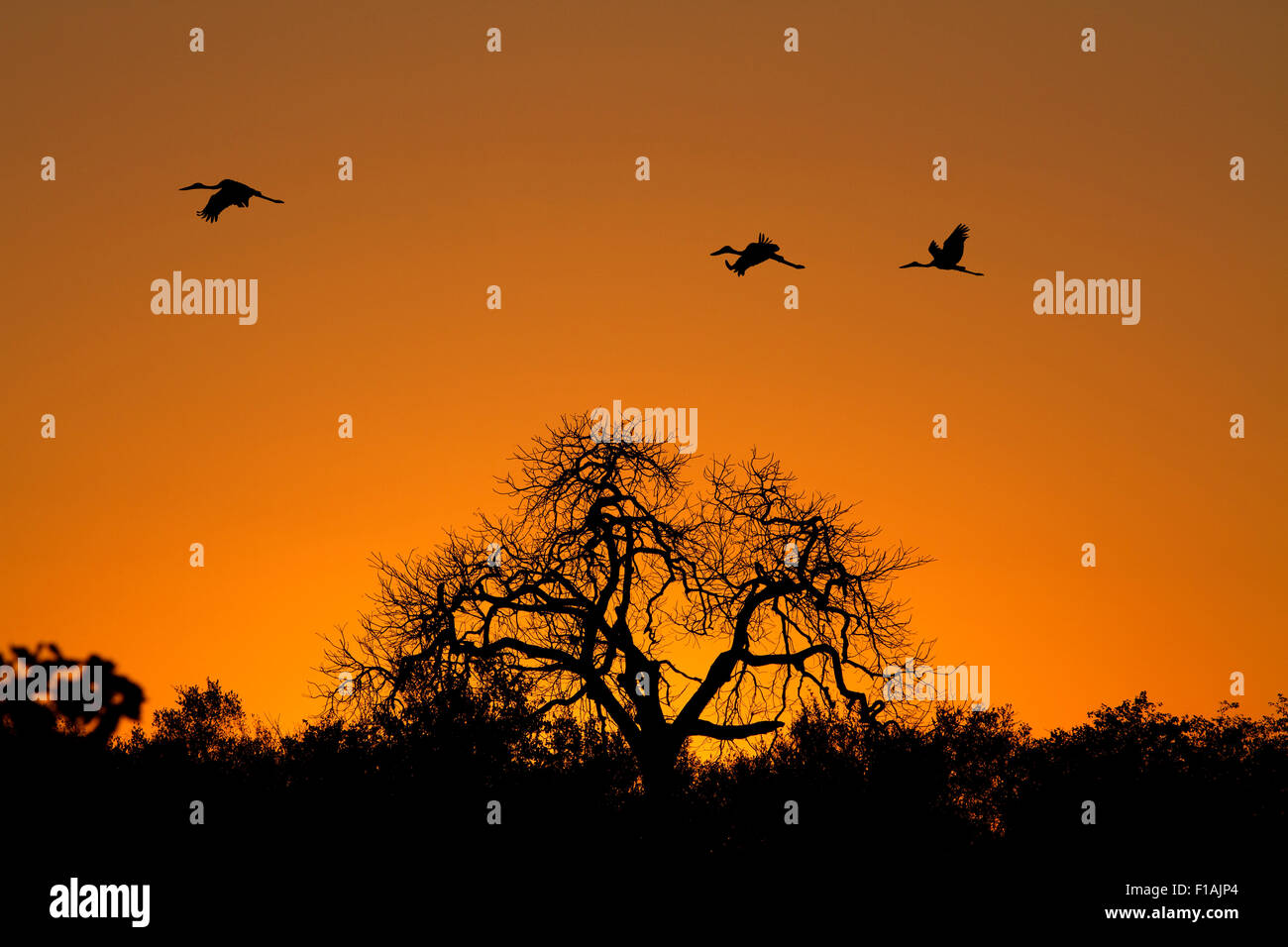 Marabu Störche im Flug bei Sonnenuntergang über Bush Savanah in Krüger Nationalpark, Südafrika. Stockfoto