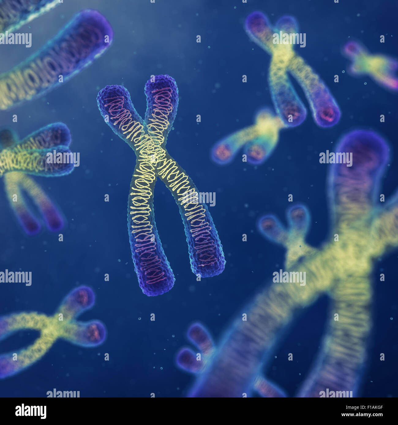 Chromosomen, Gentechnik Stockfoto