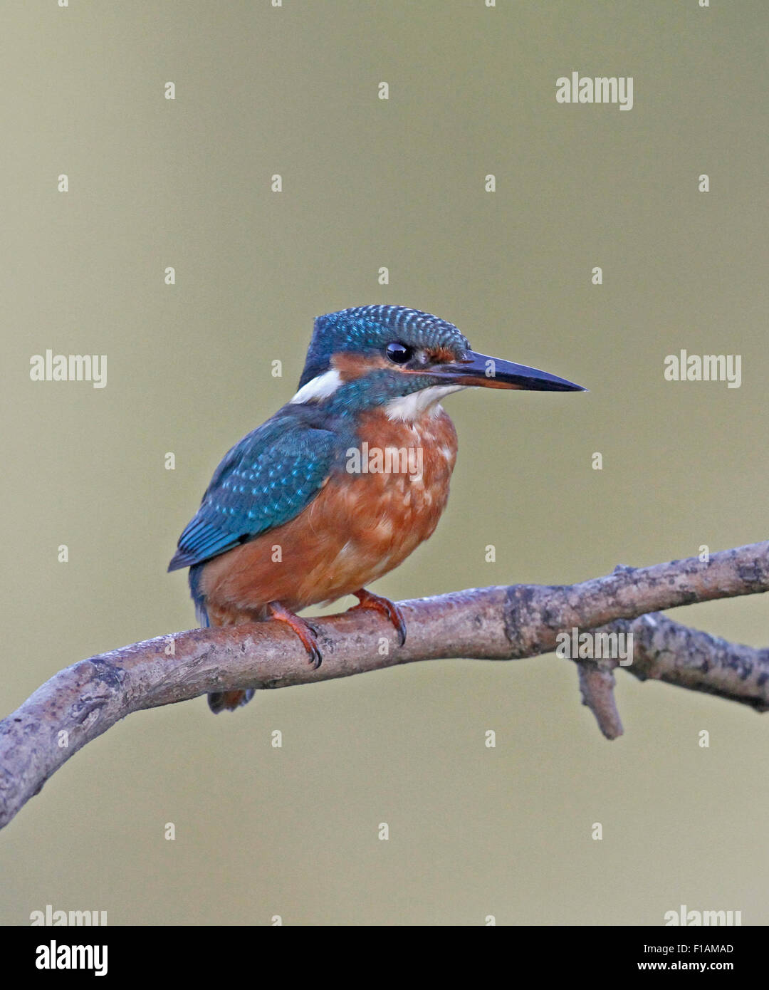 Eisvogel auf AST thront Stockfoto Eisvogel auf AST thront Stockfoto