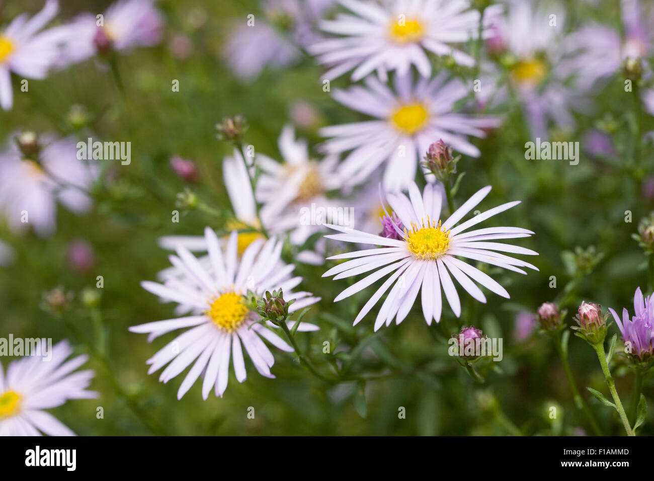 Aster Pyrenaeus 'Lutetia'. Lila farbigen Astern in eine krautige Grenze. Stockfoto