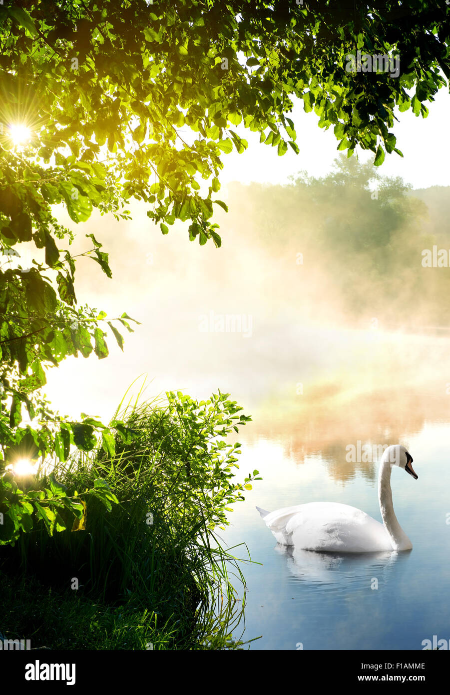 Weißer Schwan auf Fluss am Morgen Stockfoto