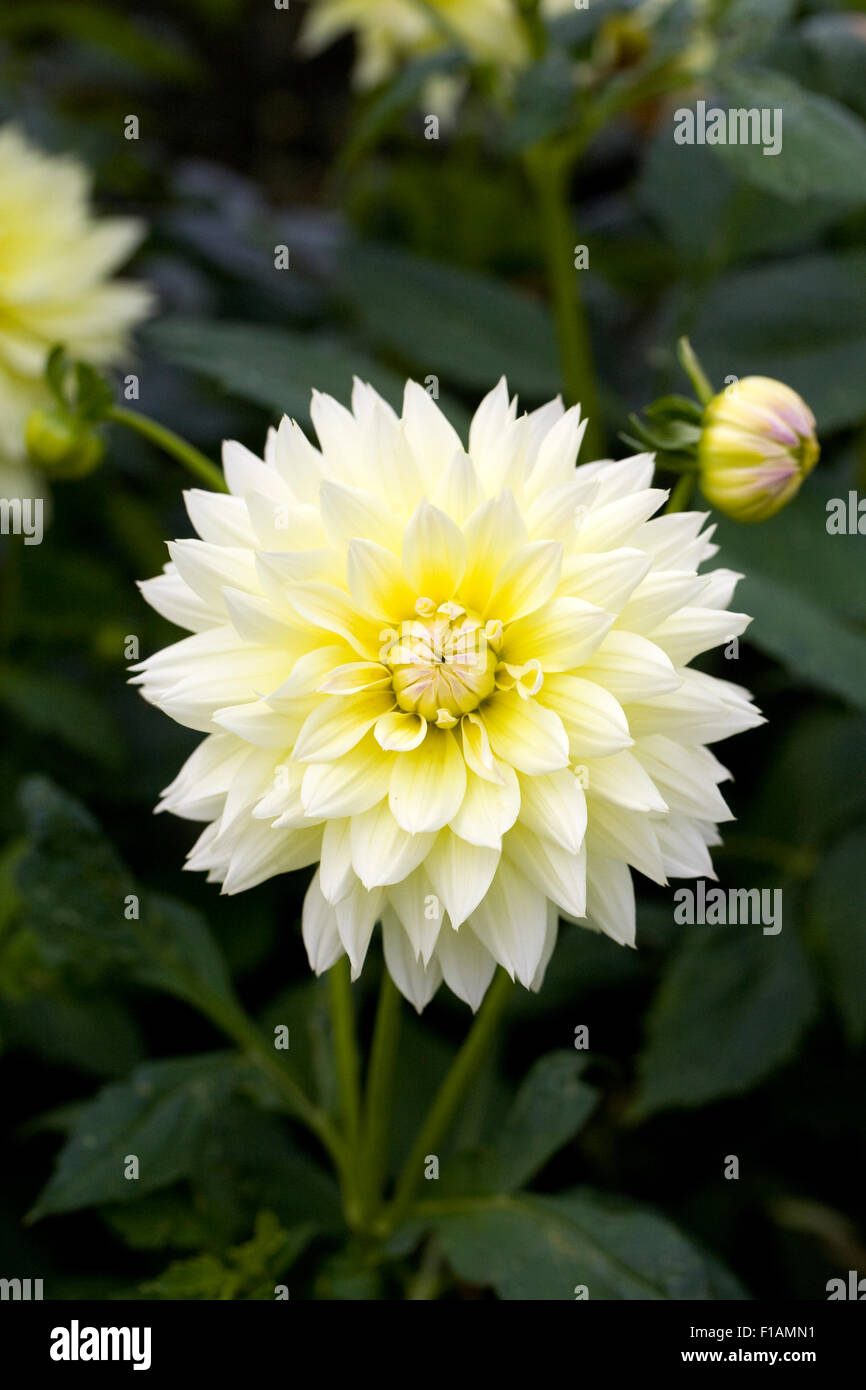 Blasse gelbe Dahlie Blüte. Stockfoto
