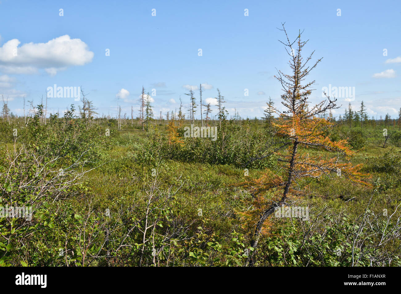 Foothill Wald Tundra im westlichen Putorana-Plateau. Tundra auf der Taimyr-Halbinsel. Stockfoto