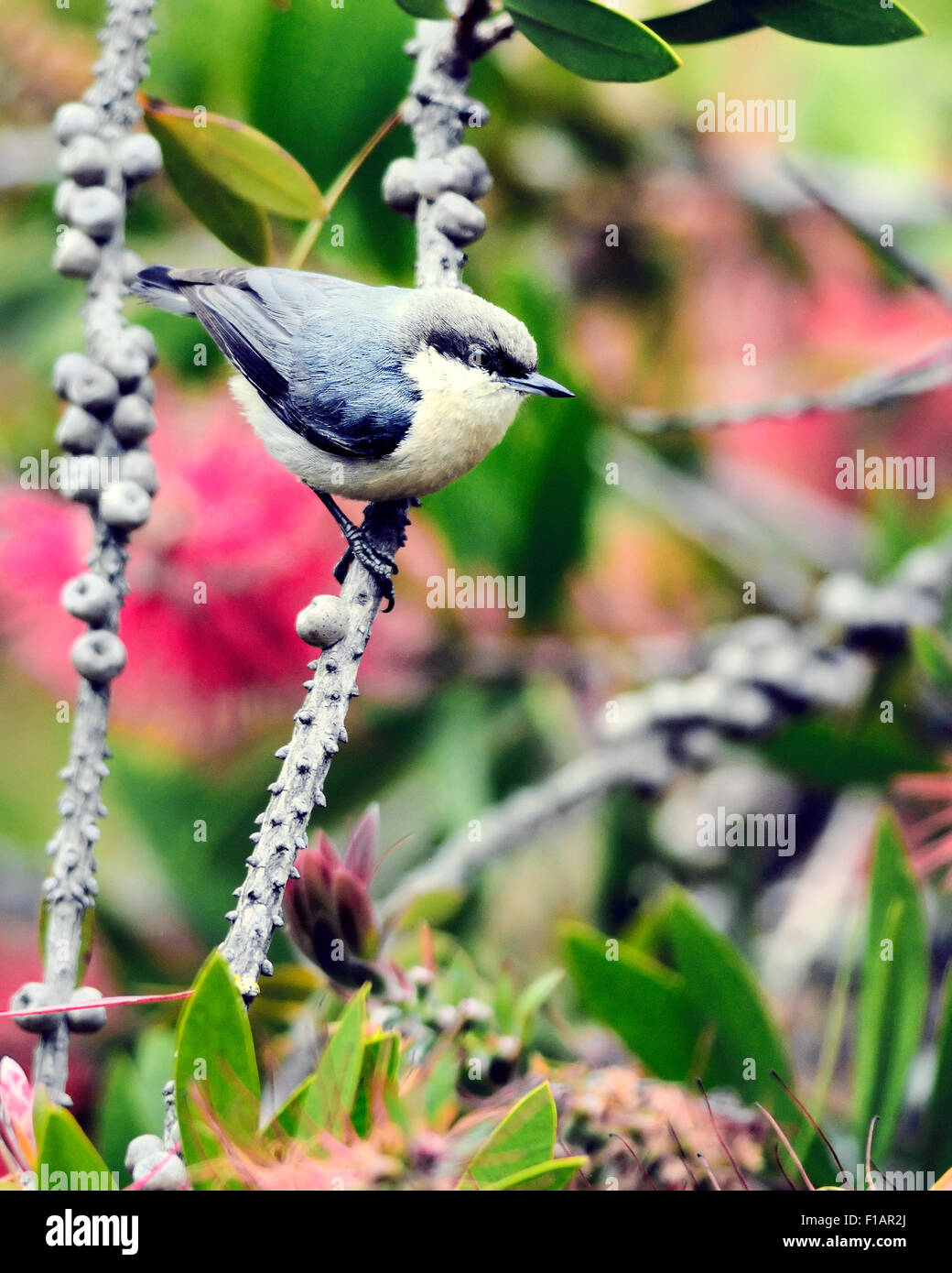 Ein Pygmy Nuthatch -Vogel Sitta pygmaea, der auf einem Ast thront und vor einem verschwommenen Hintergrund abgebildet ist. Stockfoto