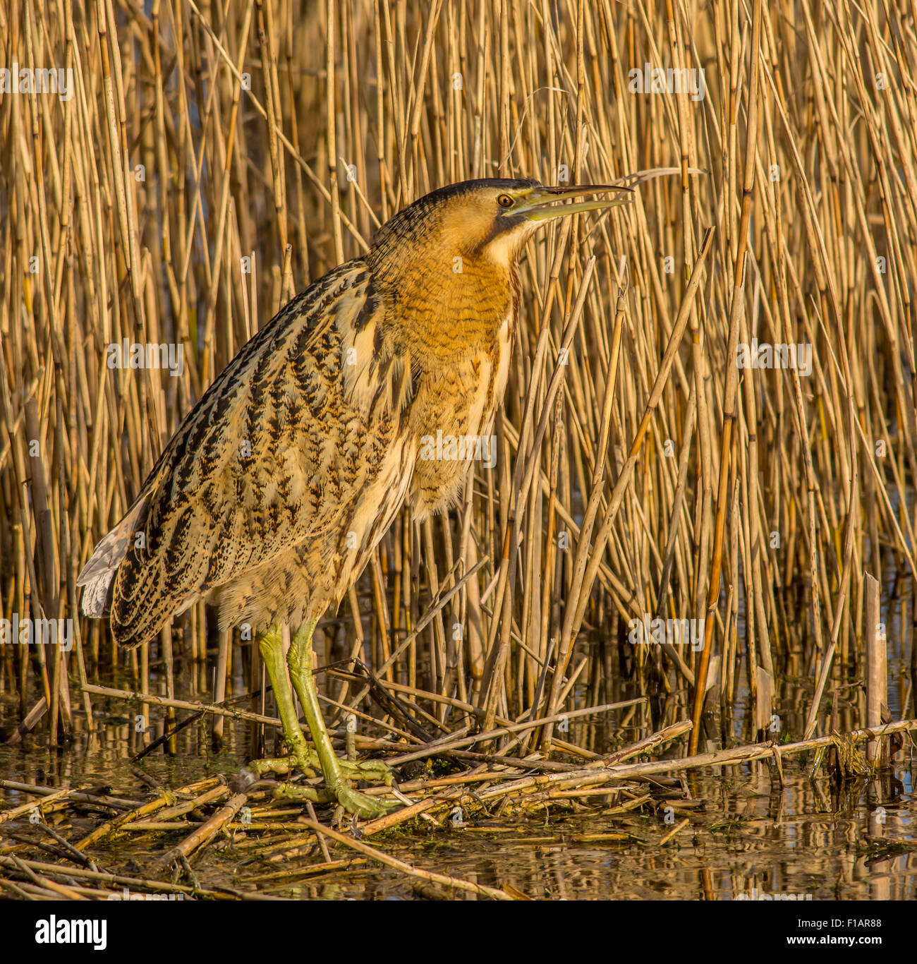 Eine Rohrdommel (Botaurus Stellaris) Bilder aus dem Monat im Schilf an der RSPB Dungeness Kent in England während der goldenen Stunde vor Sonnenuntergang. Stockfoto