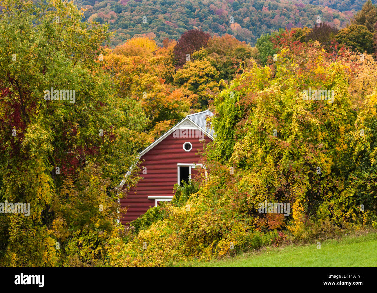 Farbenfroher Herbst hinterlässt Bäume Bunte Landschaft und rote Scheune auf einem Bauernhof in Vermont, Herbst New England Herbstfarben Herbst Blätter Farmszene Farmen Stockfoto