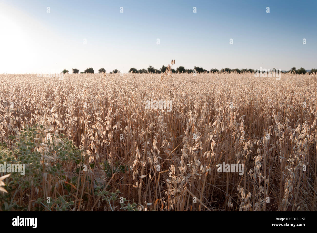 Hafer-Feld bei Tagesanbruch in einer Agrarlandschaft in der Provinz Ciudad Real, Spanien Stockfoto