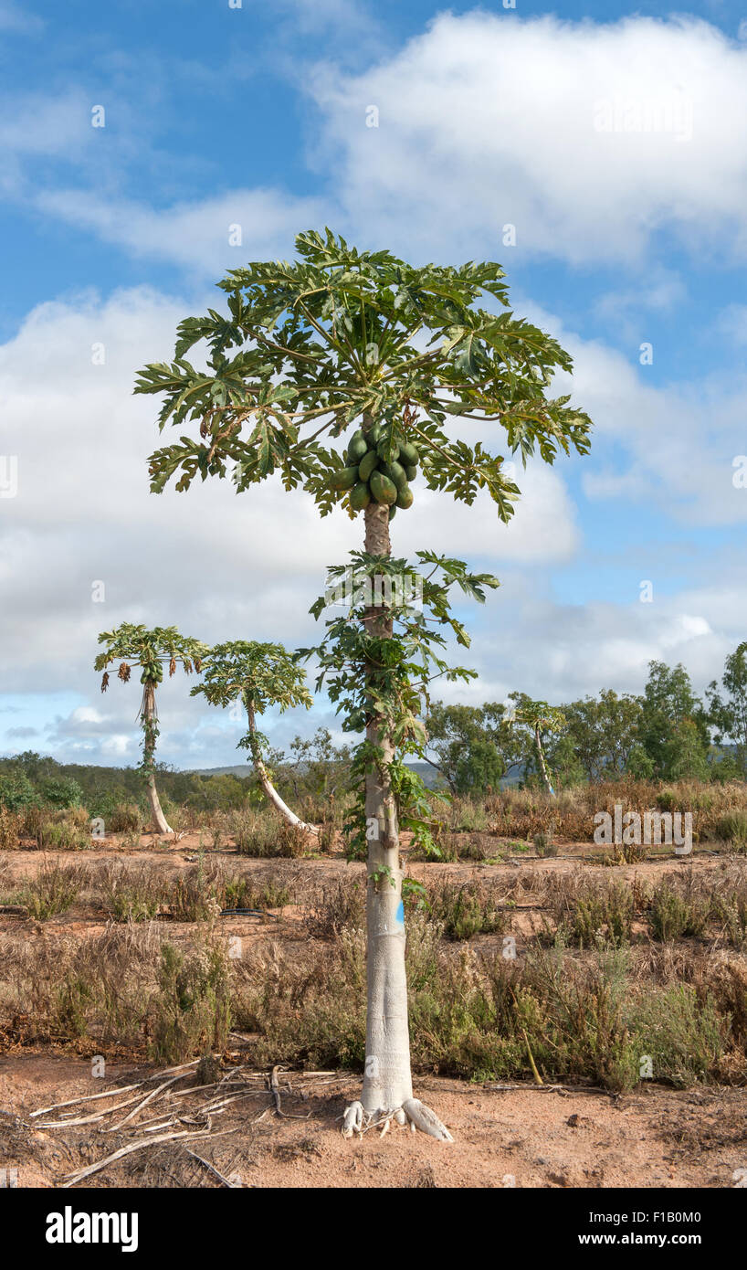Papaya (oder "Paw Paw" Bäume von Australiern) wächst auf der Skybury-Plantage in der Nähe von Mareeba, Atherton Tablelands, Queensland Stockfoto