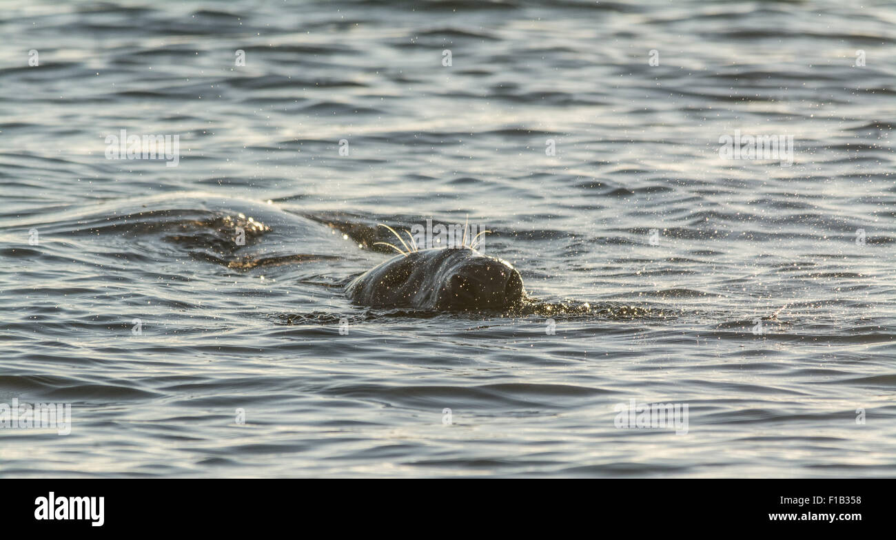 Mousehole, Cornwall, UK. 1. September 2015. Großbritannien Wetter. Sonniger Start in den Tag in Mousehole. Bildnachweis: Simon Maycock/Alamy Live-Nachrichten Stockfoto