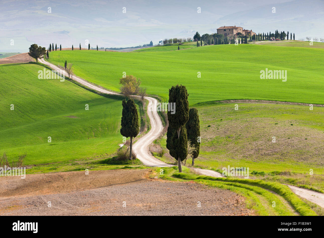 Toskanische Landschaft mit Zypressen entlang einer Landstraße in Pienza, Val d ' Orcia, Toskana, Provinz Siena, Italien Stockfoto
