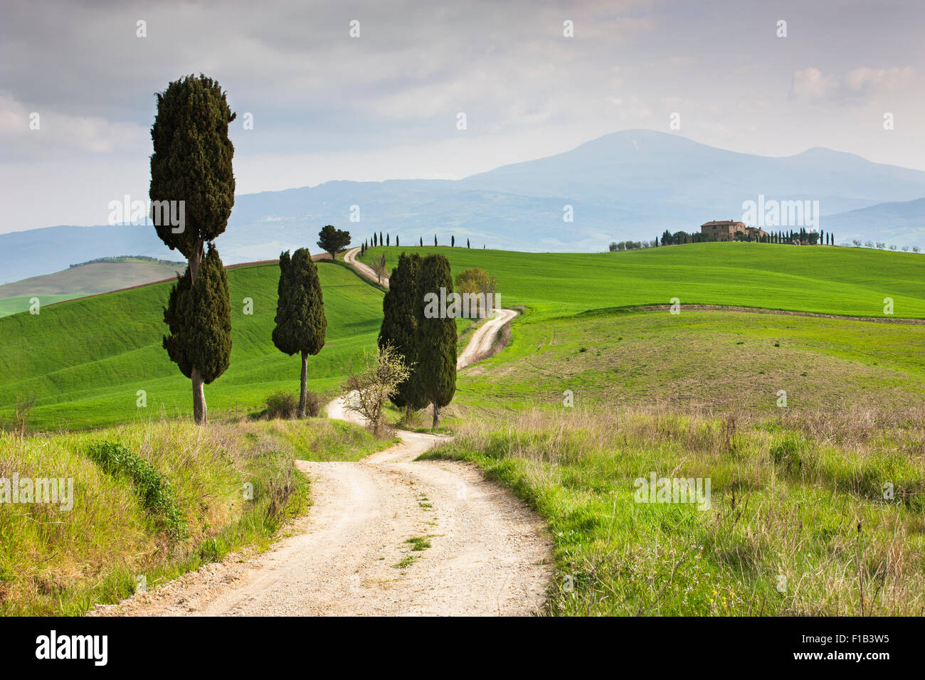 Toskanische Landschaft mit Zypressen entlang einer Landstraße in Pienza, Val d ' Orcia, Toskana, Provinz Siena, Italien Stockfoto