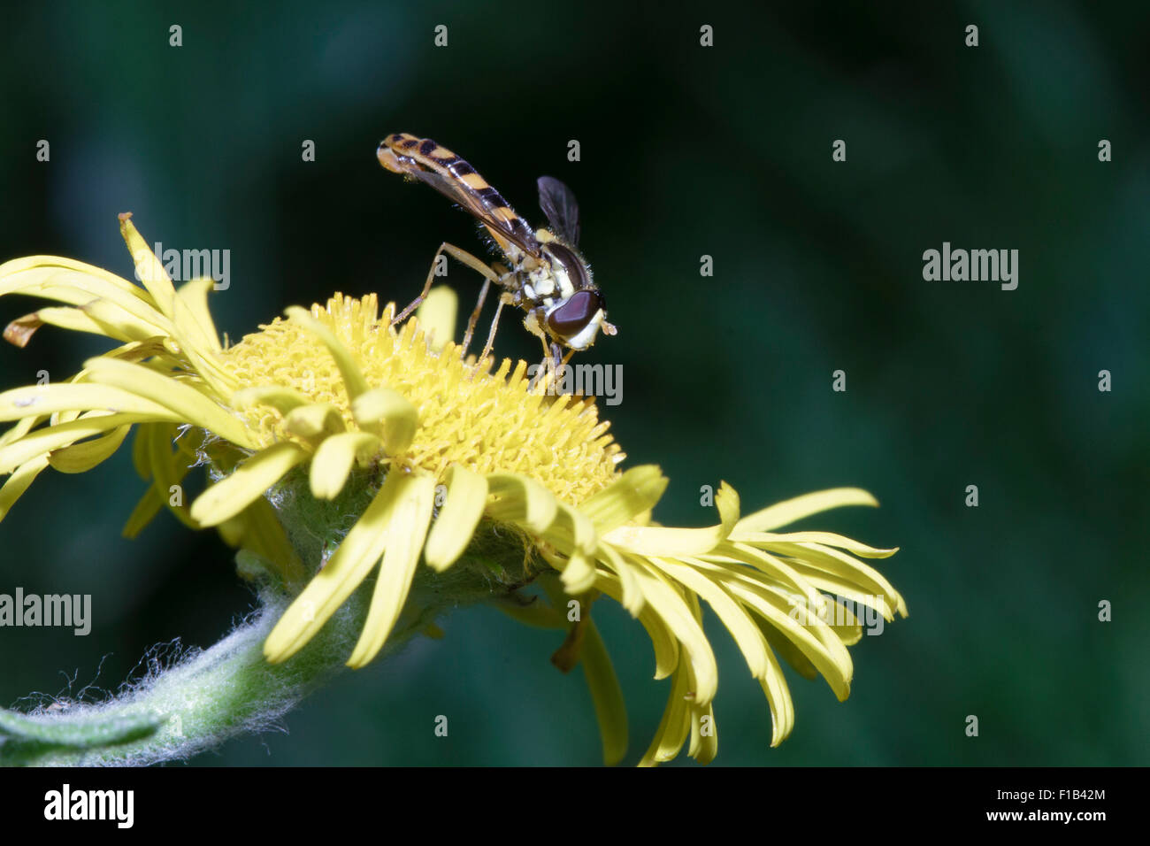Hoverfly (Sphaerophoria Scripta) Fütterung auf Werk in East Sussex, UK Stockfoto