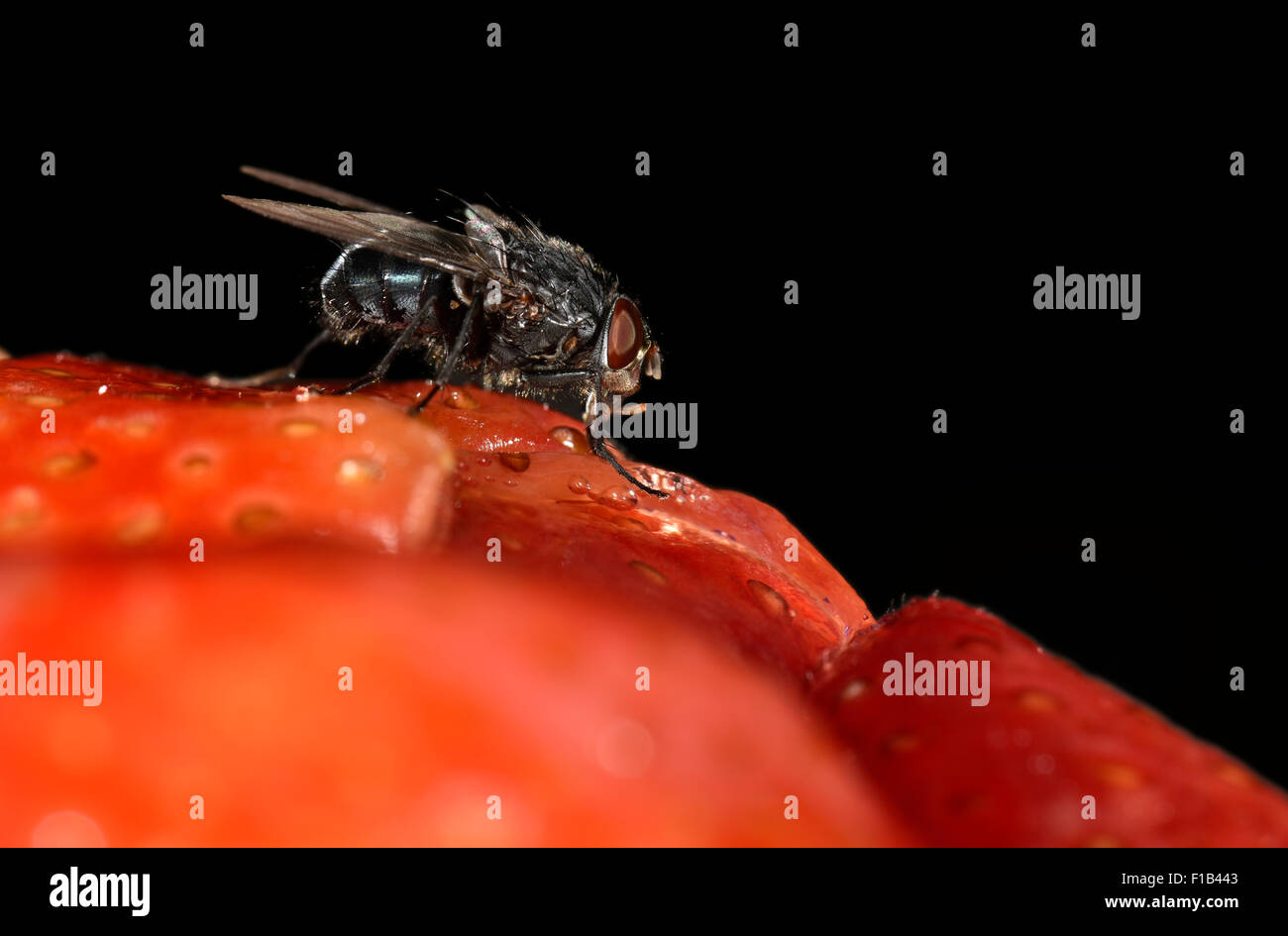 Gemeinsame Greenbottle (Lucilia Caesar) fliegen, auch Schmeißfliege auf einen Erdbeerkuchen Stockfoto