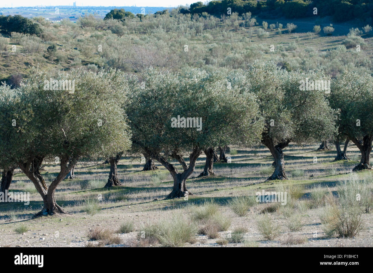 Eine Olivenbaum Plantage, Olea Europaea, in Zentralspanien im zeitigen  Frhjahr. am Abend mit langen Schatten zwischen den Bumen Stockfotografie  - Alamy