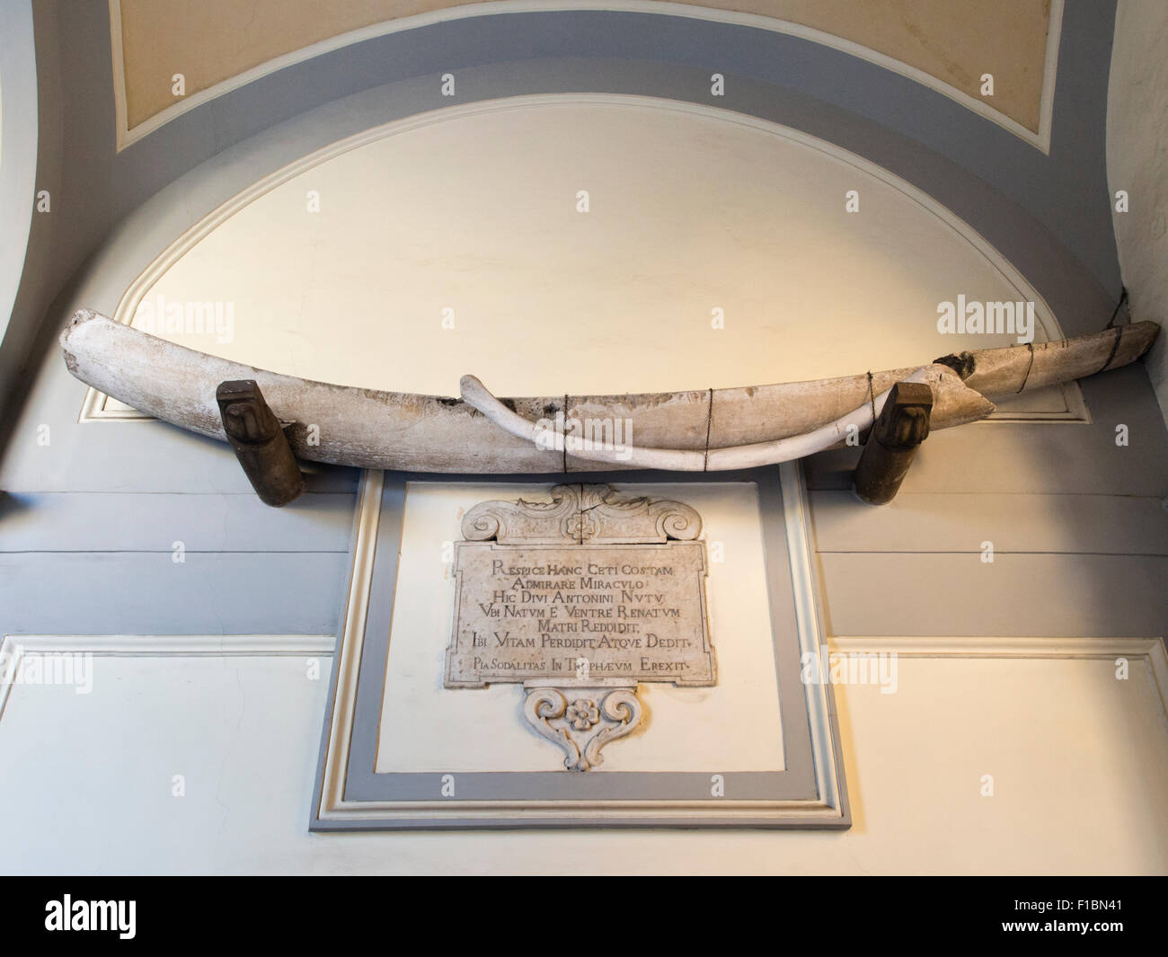 Wal-Rippe in der Basilica di Sant Antonino in Sorrent Italien Stockfoto
