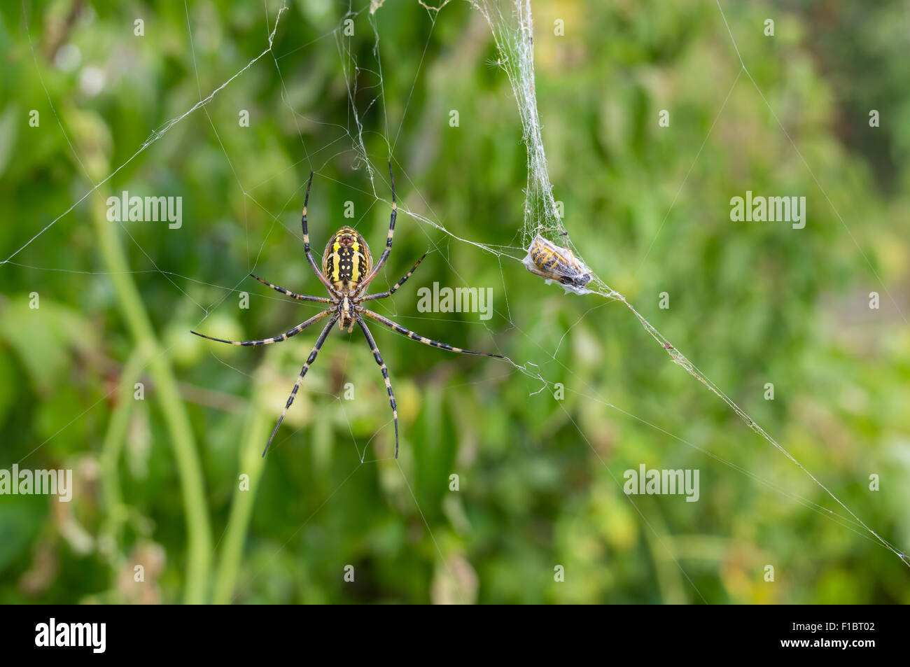 Gelb Schwarze Spinne Argiope Bruennichi Warten Bis Das