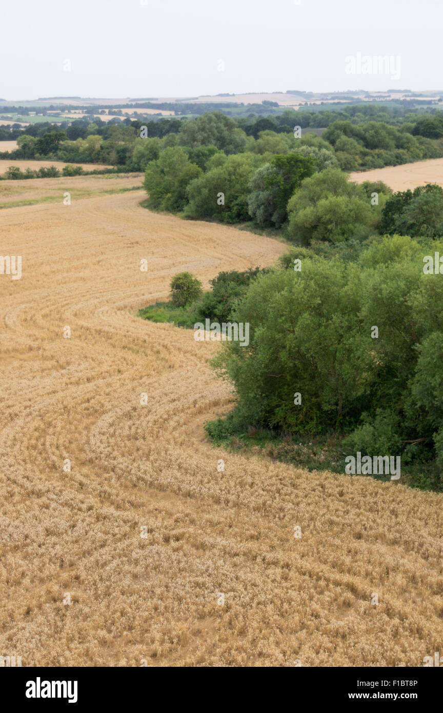 Ein Gerstenfeld in Oxfordshire UK aus einem Heißluftballon betrachtet Stockfoto