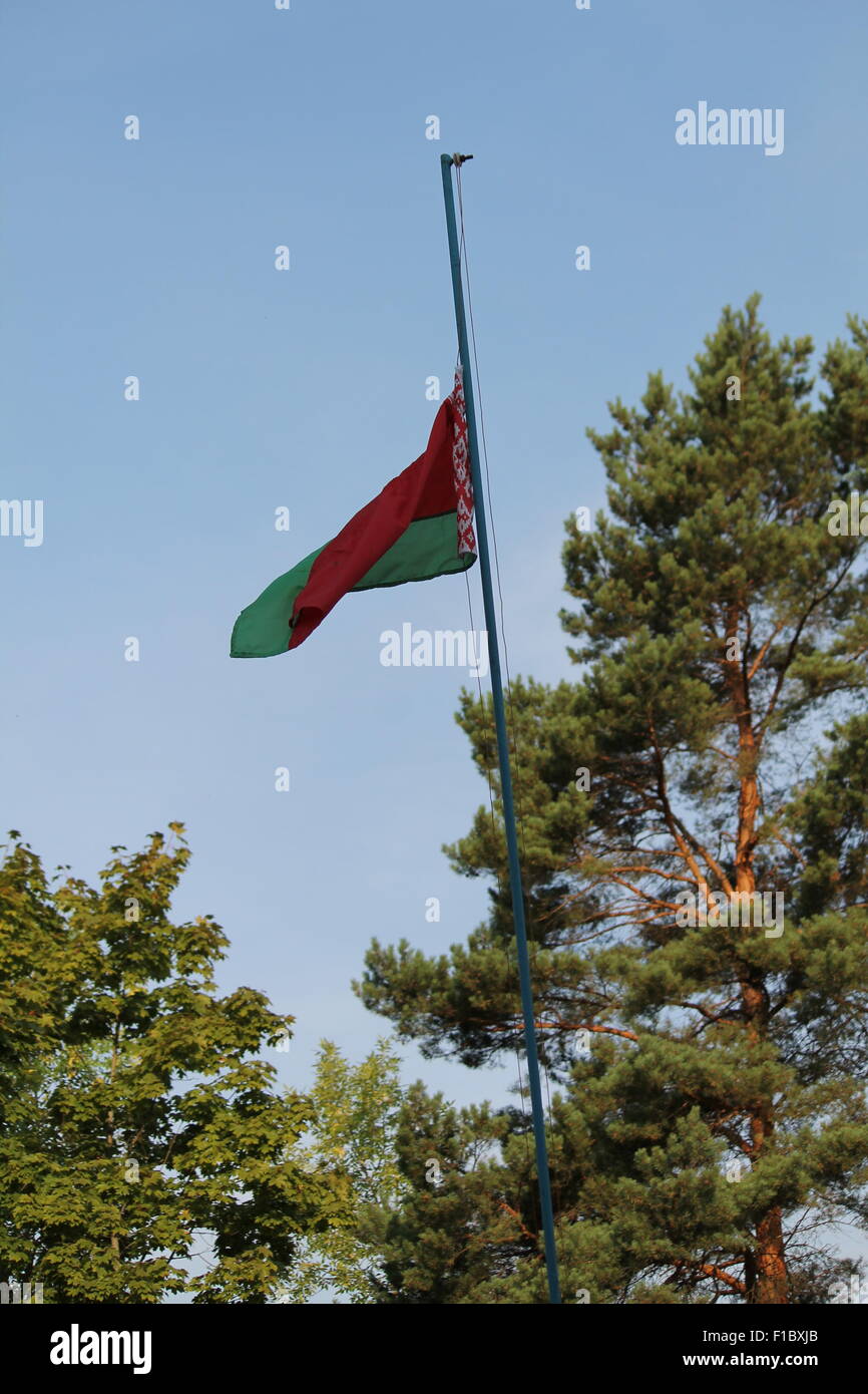 Weißrussische Flagge in reinen Himmel höhere Spitzen der Kiefern Stockfoto