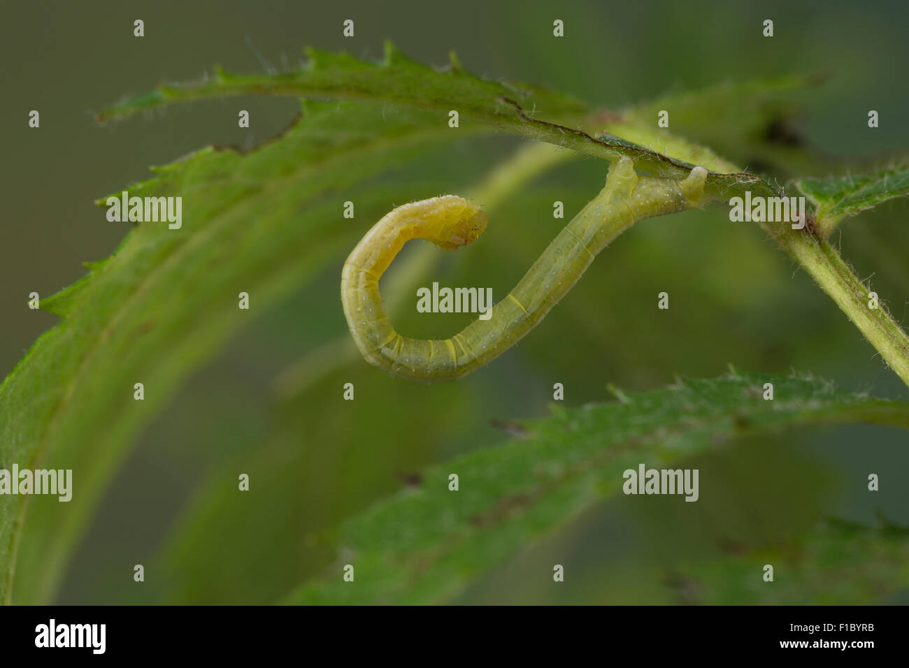 Marmoriert, Teppich, Caterpillar, Mimesis, Möndchenflecken-Bindenspanner, Raupe, Mimese, Dysstroma Truncata, Chloroclysta Truncata Stockfoto