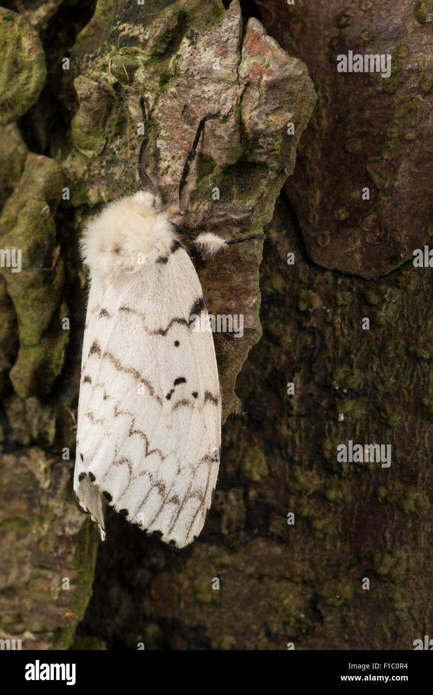 Gipsy Moth, Schwammspinner, Weiblich, Schwammspinner, Schwamm-Spinner, Weibchen, Lymantria dispar, Bombyx disparaten Stockfoto