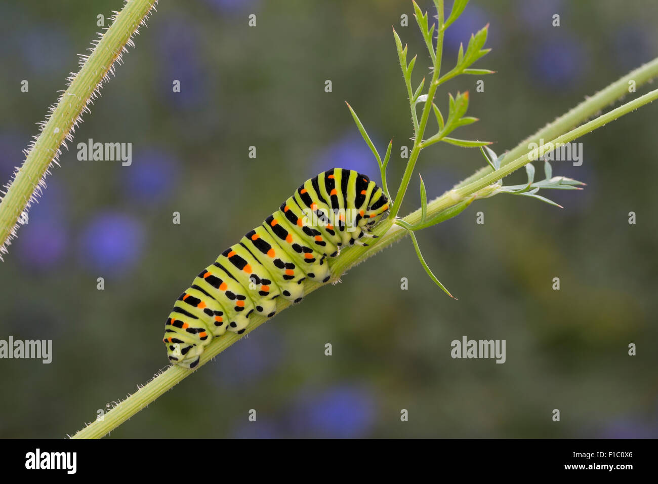 Alten Welt Schwalbenschwanz, gemeinsame gelbe Schwalbenschwanz, Swallow-Tail, Raupe, Schwalbenschwanz, Raupe, Papilio Machaon, Machaon Stockfoto